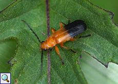 Indopolemius dimidiatus