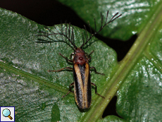 Harmatelia bilineata, endemische Art