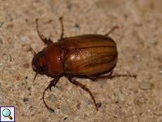 Unbestimmte Käferart Nr. 33, Scarabaeidae