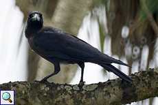 Glanzkrähen (Corvus splendens protegatus) gehören zu den Tieren, die junge Meeresschildkröten fressen