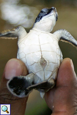 Einen Tag alte Suppenschildkröte (Chelonia mydas) mit offenem 'Bauchnabel'
