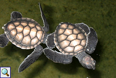 Einen Tag alte Unechte Karettschildkröten (Caretta caretta) im Wasserbecken