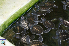 Junge Meeresschildkröten in Kosgoda