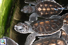 Junge Suppenschildkröten (Chelonia mydas) im Wasserbecken
