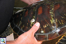 Seepocken (?) auf dem Panzer der Unechten Karettschildkröte (Caretta caretta)
