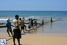 Die Fischer von Kosgoda holen das Netz gemeinsam ein