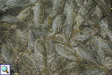 Unzählige Fischleiber schimmern durch das Netz