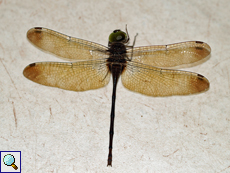 Zyxomma petiolatum (Dingy Duskflyer), Weibchen
