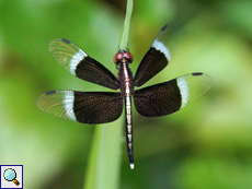 Neurothemis tullia (Pied Paddy Skimmer), noch nicht voll ausgefärbtes Männchen