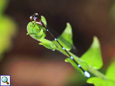 Drepanosticta nietneri (Nietner's Shadowdamsel), Weibchen, endemische Art