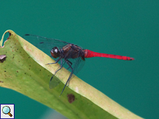 Orthetrum pruinosum neglectum (Crimson-tailed Marsh Hawk), Männchen