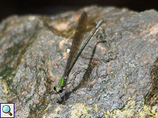 Vestalis apicalis nigrescens (Black-tipped Flashwing), Weibchen