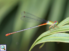 Ceriagrion cerinorubellum (Orange-tailed Marsh Dart)