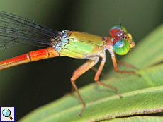 Ceriagrion cerinorubellum (Orange-tailed Marsh Dart)