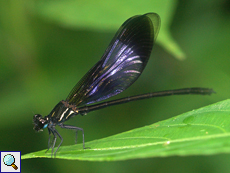 Euphaea splendens (Shinning Gossamerwing), Männchen, endemische Art