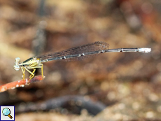 Copera marginipes (Yellow Featherleg), Weibchen