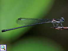 Elattoneura caesia (Jungle Threadtail), Weibchen, endemische Art