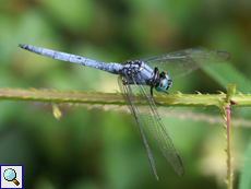 Orthetrum luzonicum (Tricolored Marsh Hawk), Männchen