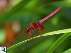 Magentafarbiger Sonnenzeiger (Crimson Marsh Glider, Trithemis aurora), Männchen