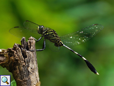 Schlanker Blaupfeil (Slender Skimmer, Orthetrum sabina)