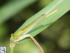 Ceriagrion coromandelianum (Coromandel Marsh Dart)