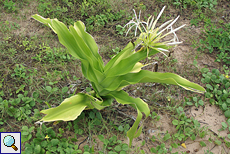 Asiatische Hakenlilie (Spider Lily, Crinum asiaticum)
