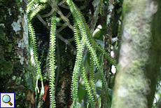 Bärlapp-Art (Club Moss, Lycopodium sp.)
