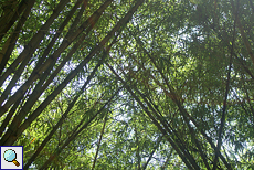 Bambus (Bamboo)