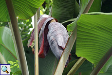 Banane (Banana, Musa sp.)