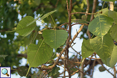 Bodhibaum oder Pappelfeige (Bodhi Tree, Ficus religiosa)