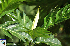 Brotfruchtbaum (Breadfruit Tree, Artocarpus altilis)