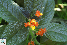 Chrysothemis pulchella (Sunset Bells)