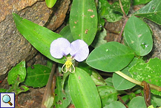 Commelina benghalensis (Tropical Spiderwort)