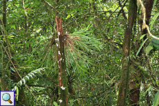 Dendrobium sp.