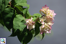 Dendrobium sp.