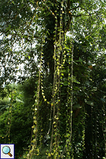 Efeutute (Pothos, Epipremnum pinnatum)