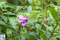 Exacum trinervium (Binara)