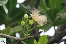 Fischgiftbaum oder Putatbaum (Sea Poison Tree, Barringtonia asiatica)