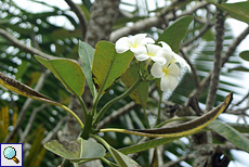 Frangipani (Frangipani, Plumeria obtusa)