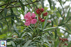 Gemeiner Oleander (Oleander, Nerium oleander)