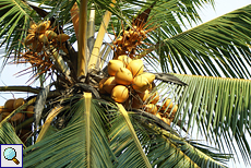 Königskokospalme (King Coconut Palm, Cocos nucifera 'King')