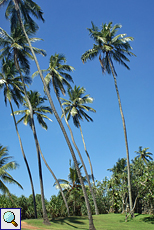 Kokospalme (Coconut Palm, Cocos nucifera)
