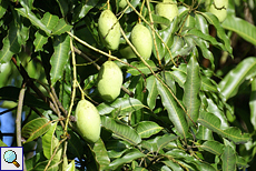 Früchte eines Mangobaums (Mango Tree, Mangifera indica)
