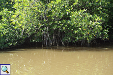 Mangrovenbäume (Mangroves)