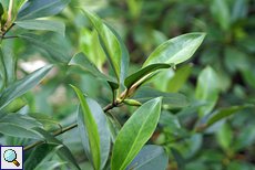 Mangrovenbaum