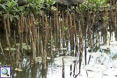 Wurzeln der Mangroven am Bentota Ganga