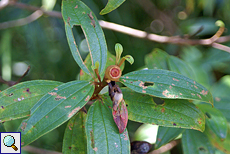 Melastoma sp.