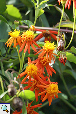 Mexikanischer Flammenwein (Mexican Flame Vine, Senecio confusus)
