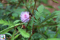 Mimose (Mimosa, Mimosa pudica)