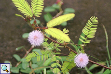 Mimose (Mimosa, Mimosa pudica)
